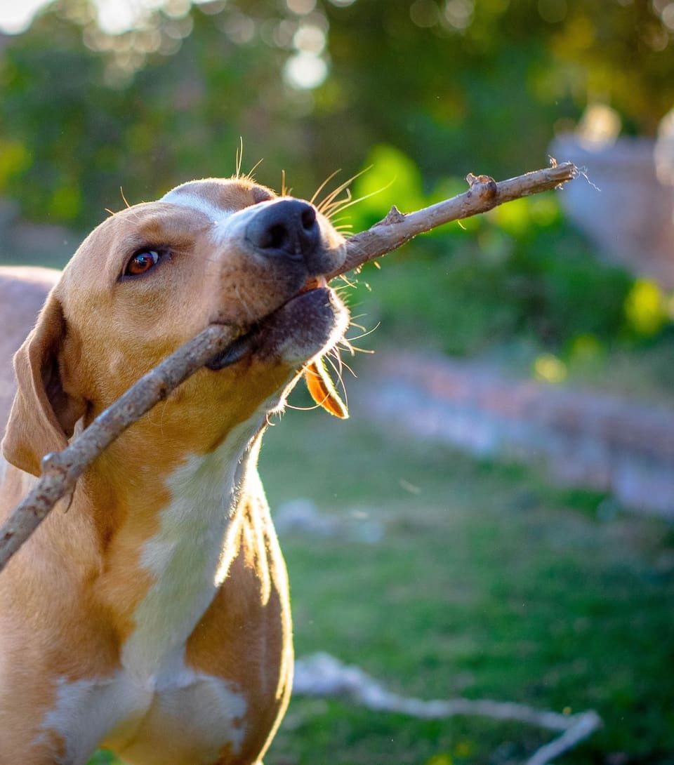 Información que es clave tener antes de decidir adoptar un perro.