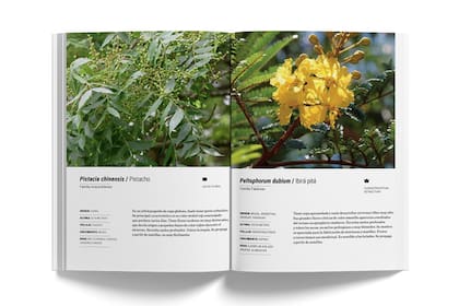 Información técnica sobre especies, para saber todo lo que se necesita y cuidar bien nuestras plantas