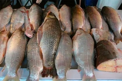 Informaron que la medida alcanzará a las especies capturadas en el río Paraná y sus afluentes, pero no prohíbe la pesca (respetando las medidas múltiples de cada pieza) ni afecta al consumo local, ni a la venta de peces provenientes de criaderos