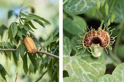 Inga uruguensis y Aristolochia_fimbriata, dos plantas hospederas que sirven de alimento a larvas de numerosas especies de mariposas