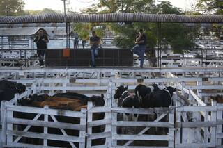 Con 257 vacunos, la segunda jornada del paro se reflejó en el Mercado de Liniers