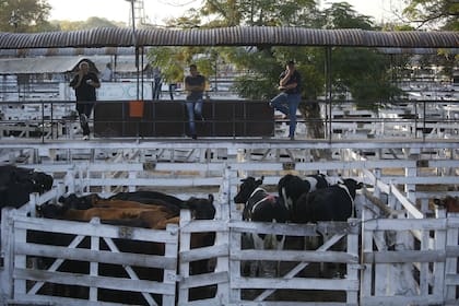 Ingresaron 11609 animales