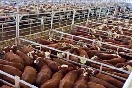 Ingresaron 4655 vacunos a Cañuelas