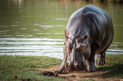 Iniciarán la fase de esterilización del plan de manejo para controlar hipopótamos en Colombia