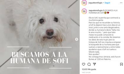 Iniciaron una búsqueda para la dueña de Sofía