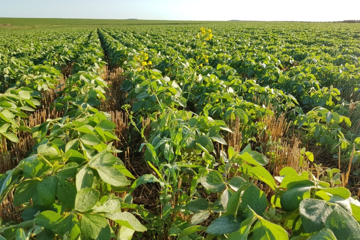 Inicio de infestación con nabolza en un lote de soja de segunda