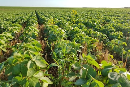 Inicio de infestación con nabolza en un lote de soja de segunda