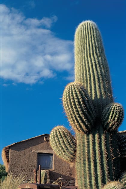 Inmenso y escultural, Trichocereus pasacana, conocido como Cardón, llega a medir 15 metros de alto.