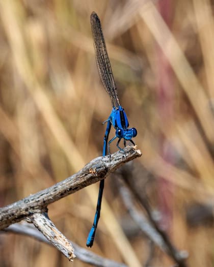 Christopherson también disfruta de tomar fotografías a inusuales especies de insectos