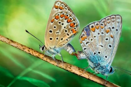 Insectos; BBC; BBC Mundo; Sociedad; conducta sexual; Sexo; Mariposas; Chinches de patas foliadas ; Chinches; naturaleza