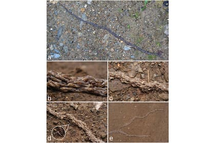 Insectos descubiertos en Alaska, cuando se unen, se desplazan como si fueran un gusano viscoso