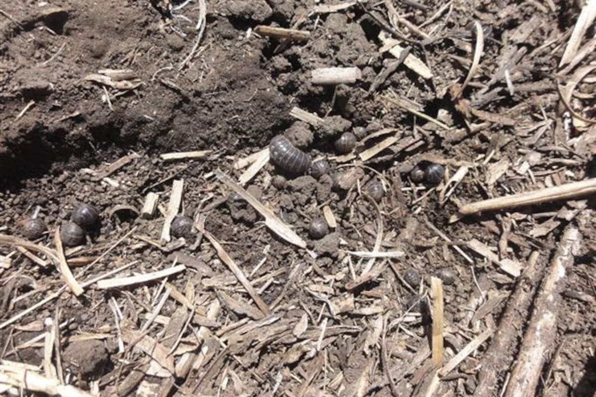 Insectos en el suelo