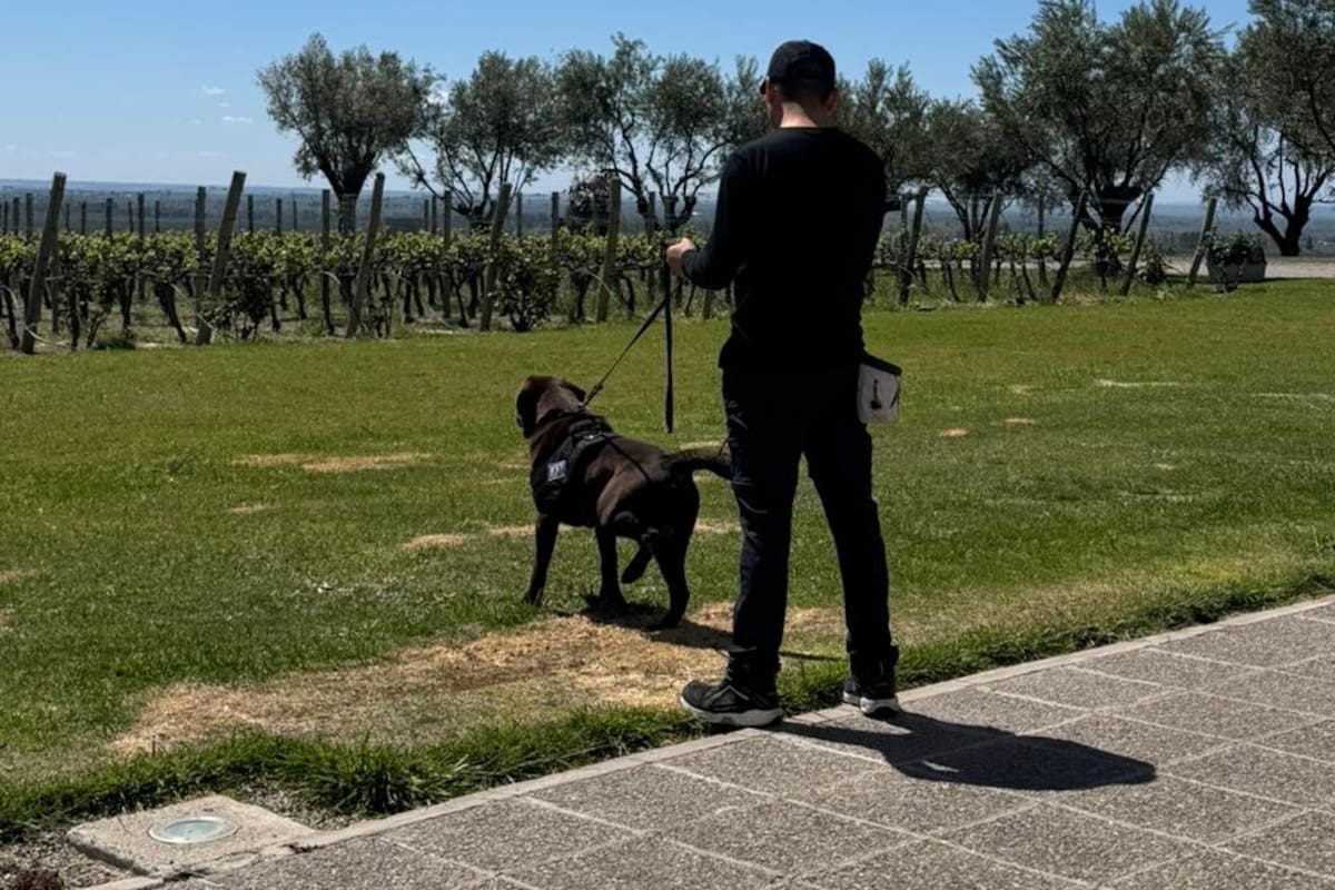 Inspeccionan bodegas en Mendoza en busca de fallas que alteren la calidad del vino