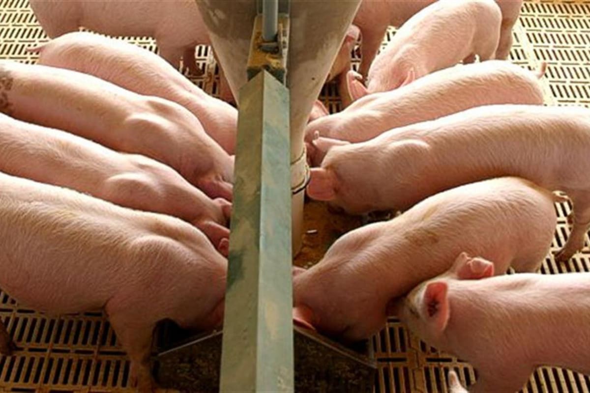 Inspeccionarán granjas porcinas en EE.UU.
