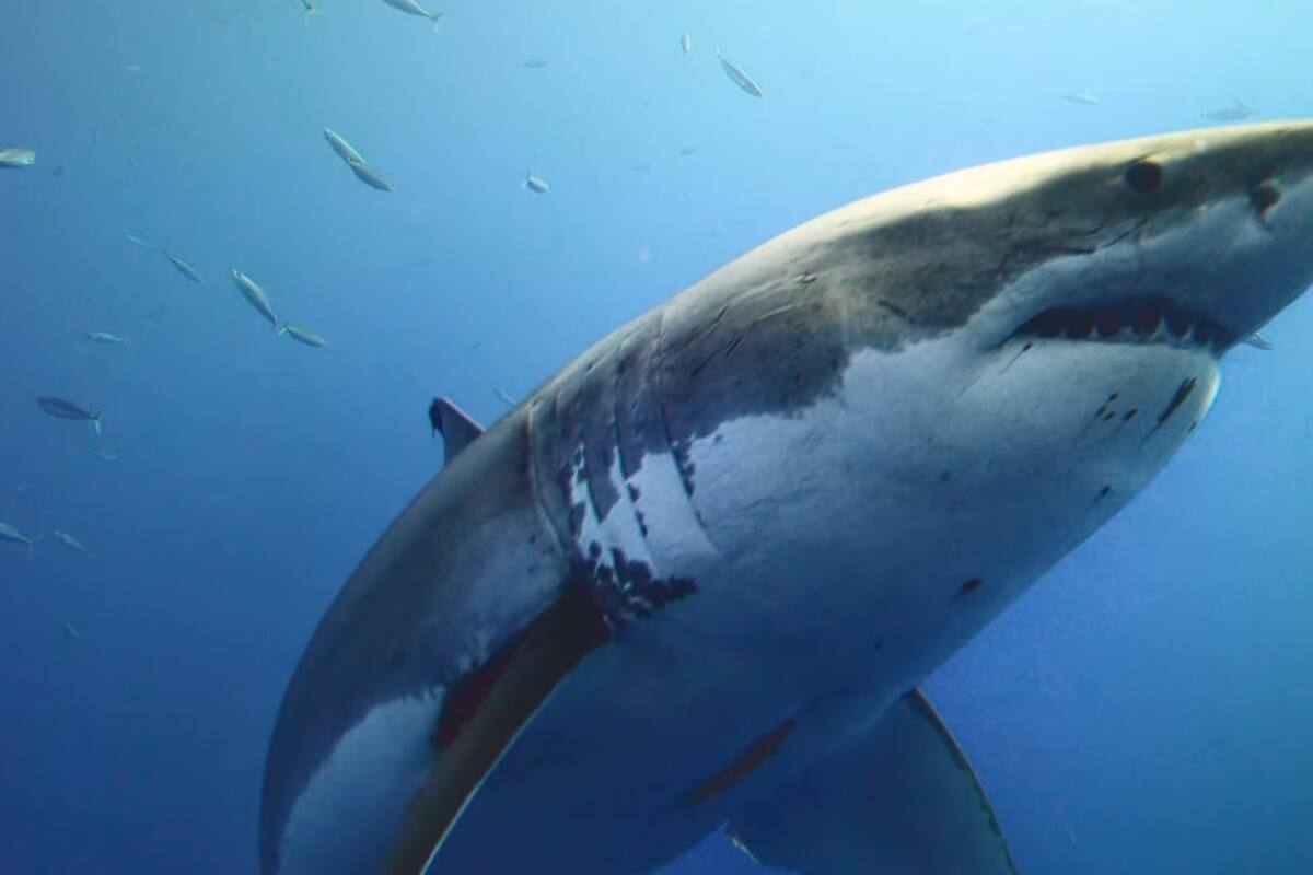 Inspirado en un tiburón, este robot eléctrico que limpia los ríos y los mares de basura tiene una autonomía de 5 kilómetros diarios (foto ilustrativa)