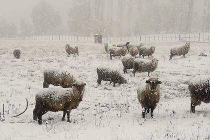 Intensas nevadas en la localidad de Las Golondrinas, en la provincia de Chubut