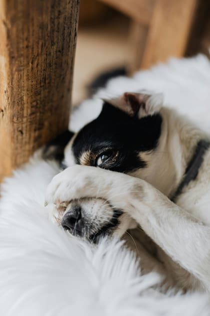 Intentá que tu mascota no quede expuesta a la pirotecnia