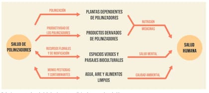 Interacciones entre la salud de los polinizadores y la humana