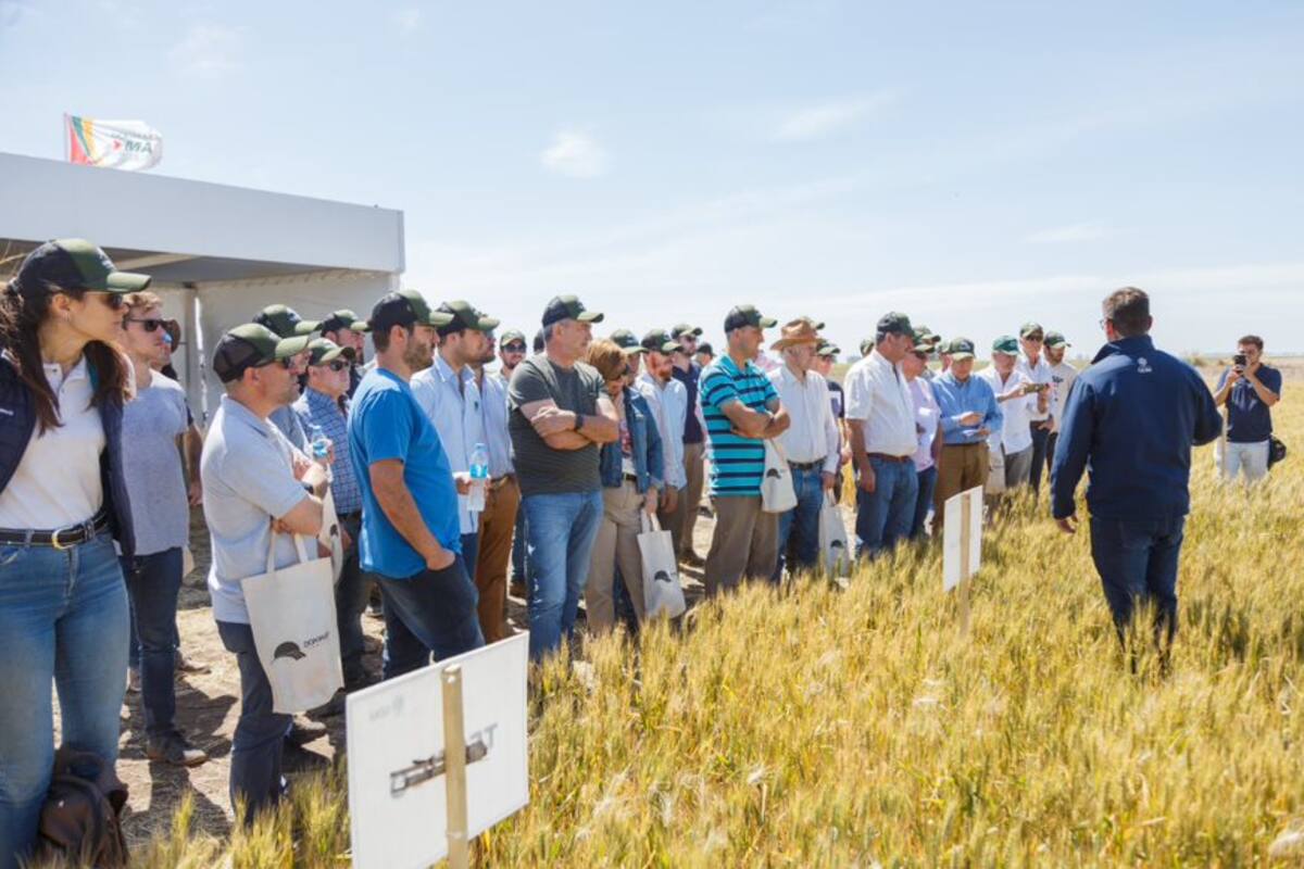Interés por el manejo en el trigo