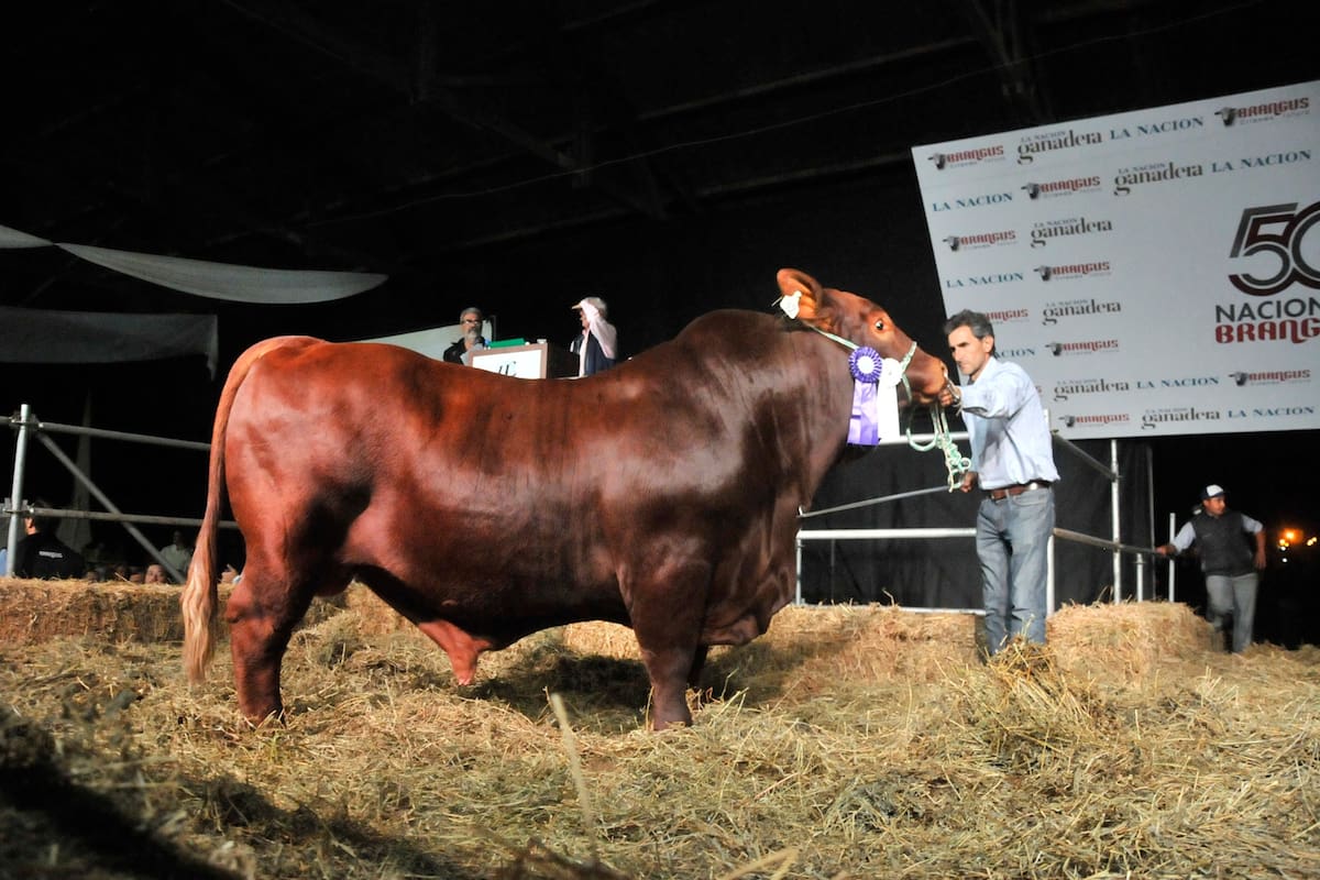 Interés por la calidad de los Brangus