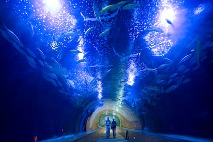 Interior de L’Oceanogràfic, el gran acuario de la ciudad.