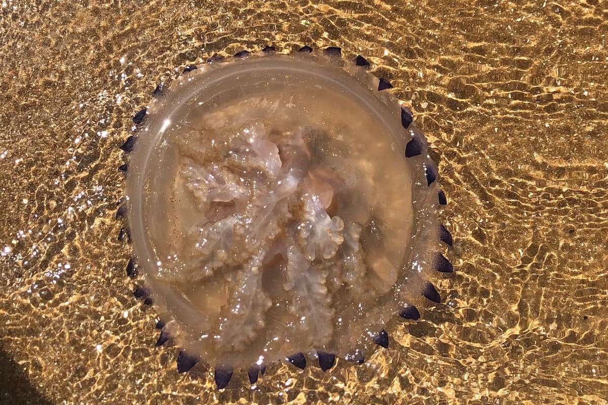 Invasión de aguavivas en Punta del Este