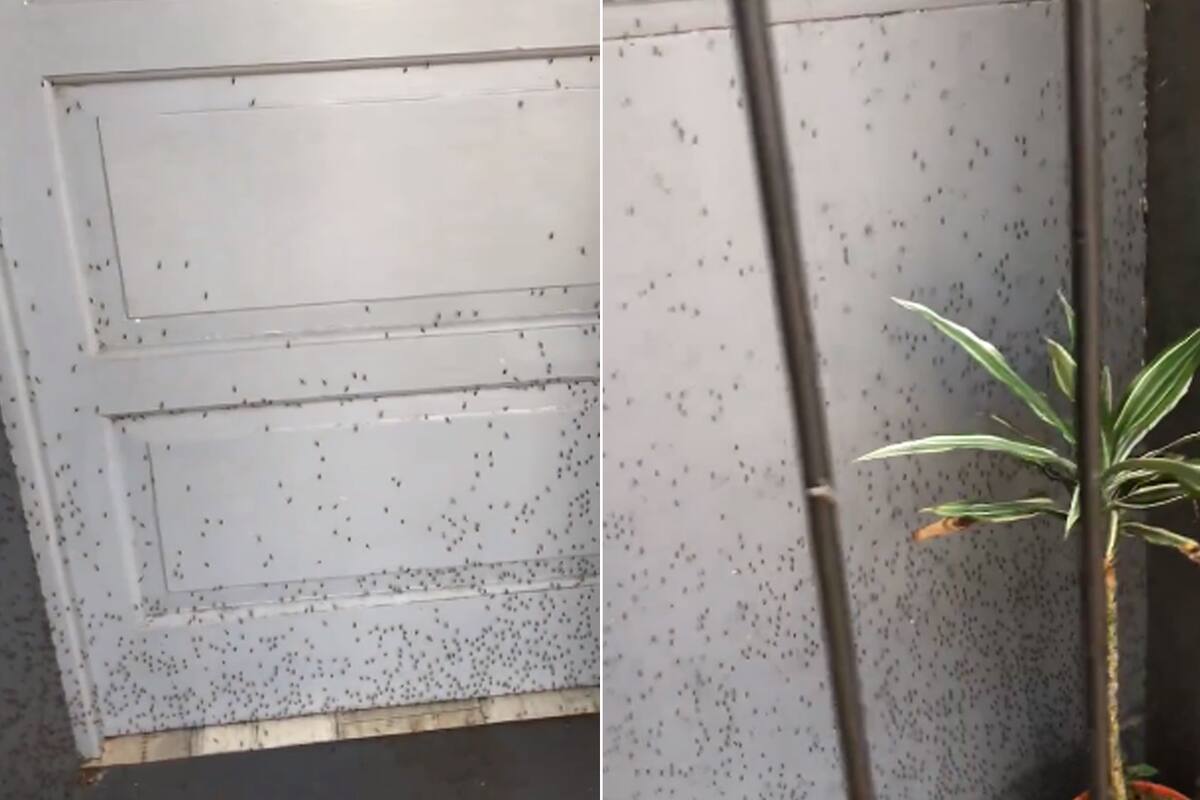 Invasión de mosquitos en La Plata