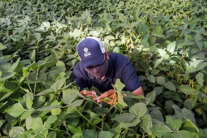 Invernáculo. En una estación de cría de GDM en Chacabuco se perfilan nuevas variedades