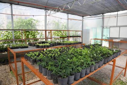 En el invernadero se cultivan especies de árboles nativos que luego serán utilizados en la vía pública