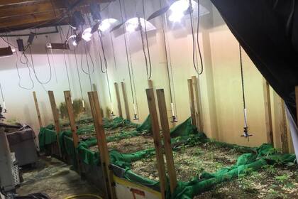 Invernadero de cannabis en Lanús