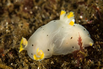 Invertebrado en el fondo del mar