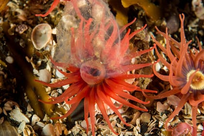 Invertebrados bentónicos comunes de la Isla de los Estados