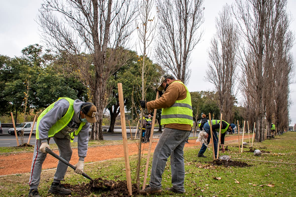 Invertir en árboles es apostar a una mayor eficiencia energética, entre otras bondades y beneficios