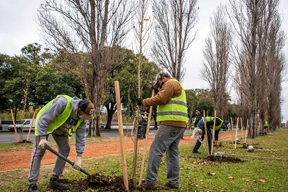 Invertir en árboles es apostar a una mayor eficiencia energética, entre otras bondades y beneficios