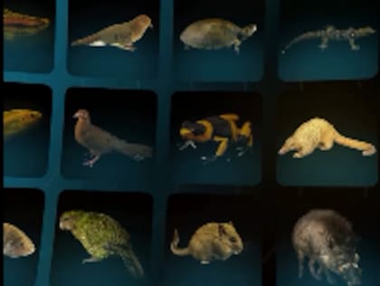 Invertirán 200 millones de dólares para rescatar especies al borde de la extinción