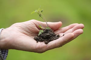 Investigaciones sugieren que las propiedades de esta planta podría ser positiva en tratamientos oncológicos