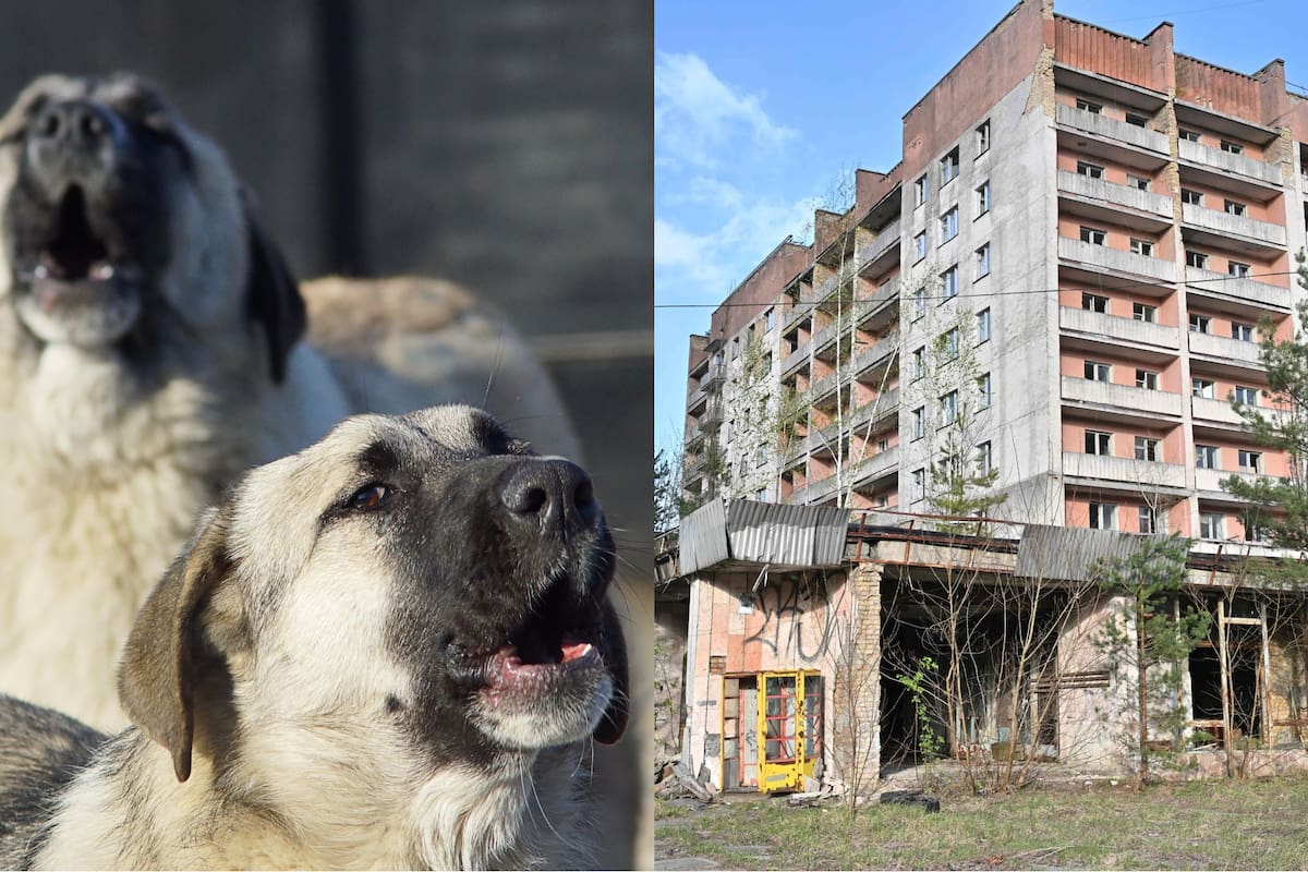 Investigadores analizaron las consecuencias que sufrieron los perros salvajes de Chernobyl