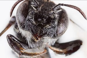 Investigadores científicos hallaron una abeja nativa con cuernos similares a los de un diablo y la apodaron en referencia