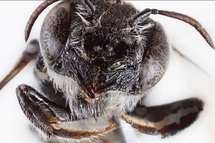 Investigadores científicos hallaron una abeja nativa con cuernos similares a los de un diablo y la apodaron en referencia