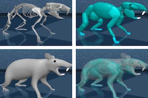 Investigadores de Harvard y de DeepMind, la empresa de inteligencia artificial (IA) de Google, crearon una rata virtual, con un cerebro propio, capaz de controlar movimientos complejos y coordinados del cuerpo, con el objetivo de ayudar a descifrar los mecanismos por los que el cerebro controla el movimiento de las extremidades
