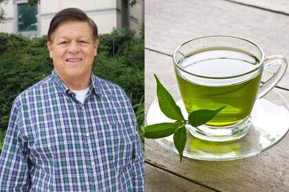 Investigadores de la Universidad de California analizaron los efectos del té verde en neuronas deterioradas (UCI Faculty Profile System) (Freepik/zirconicusso)