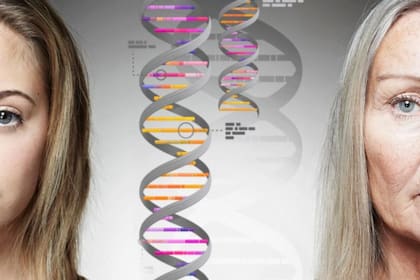 Investigadores de la Universidad Eötvös Loránd de Hungría han logrado establecer el vínculo entre los "genes saltarines" y el envejecimiento