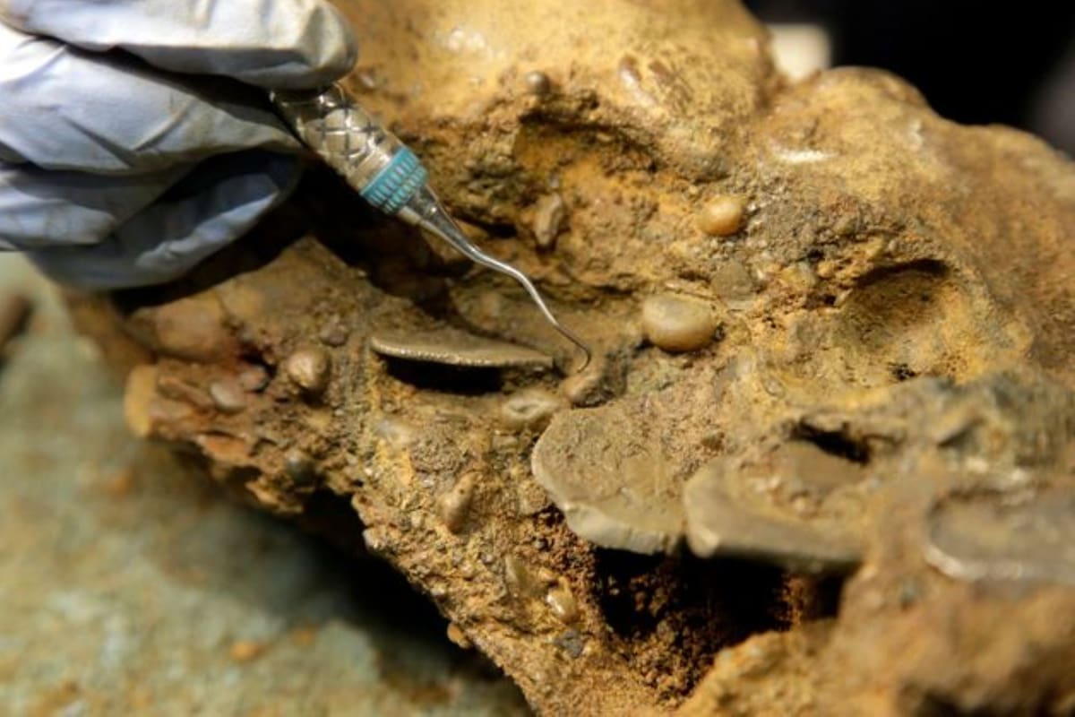 Investigadores de un museo anunciaron el descubrimiento de seis esqueletos dentro de un barco pirata hundido, en 1717, en Estados Unidos