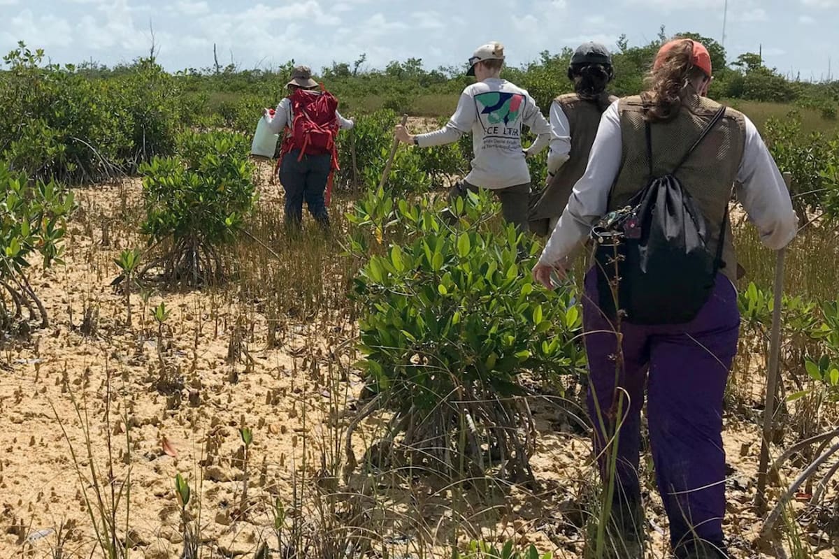 Investigadores de Yale revelaron que el aumento del nivel del mar reduce la eficacia de algunos ecosistemas clave para capturar carbono en los Everglades
