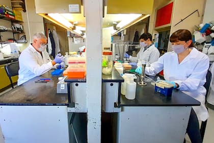 Investigadores del CONICET y del Laboratorio de Terapia Molecular y Celular en el Instituto Leloir