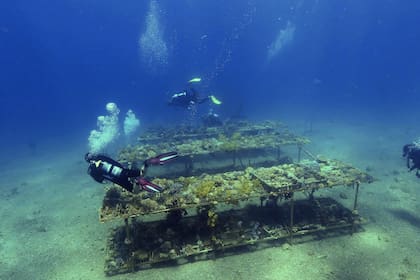 Investigadores del Instituto Interuniversitario de Ciencias del Mar en Eilat, la ciudad balnearia sureña de Israel, monitorean el crecimiento de los corales mientras bucean