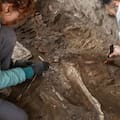 Encontraron en Pompeya dos caballos sepultados vivos dentro de una panadería romana