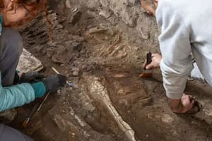 Encontraron en Pompeya dos caballos sepultados vivos dentro de una panadería romana
