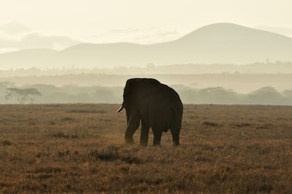 Investigadores identificaron 469 llamadas distintas en manadas de elefantes africanos