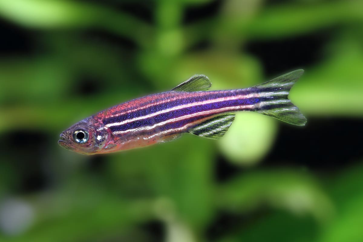 Investigadores suecos lograron hacer crecer electrodos en tejido vivo de peces cebra, un avance hacia un futuro en el que se pueda hacer crecer un chip en el cuerpo